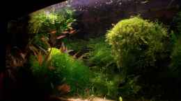 aquarium-von-basetim-becken-9440_Januar 09