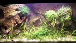 aquarium-von-basetim-becken-9440_Mai 08