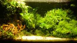 aquarium-von-basetim-becken-9440_November 2011