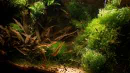 aquarium-von-basetim-becken-9440_November 08