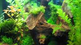 aquarium-von-ralle-becken-9458_