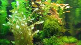 aquarium-von-ralle-becken-9458_Seite