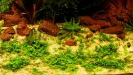 aquarium-von-schluenkes-becken-9474_Stand: 30. Juli 2008