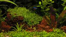 aquarium-von-schluenkes-becken-9474_Stand: 30. Juli 2008