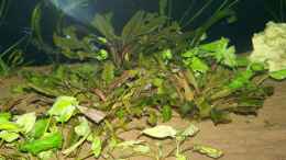 aquarium-von-klabuster-becken-9538_Cryptocoryne