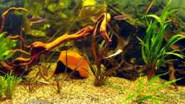 aquarium-von-sebastian-lehmann-becken-9553_