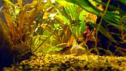 aquarium-von-sebastian-lehmann-becken-9553_