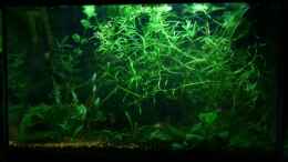 aquarium-von-plattenjaeger-becken-9577_