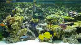 aquarium-von-christian-stauder-becken-9579_