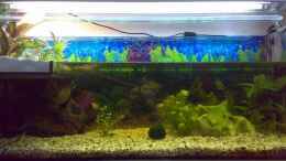 aquarium-von-thomas-hoeppner-becken-9593_