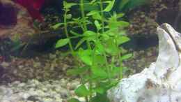 aquarium-von-thomas-hoeppner-becken-9593_Bacopa monnieri