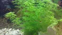 aquarium-von-thomas-hoeppner-becken-9593_Limnophila sessiliflora