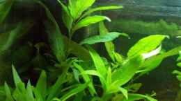 aquarium-von-alexander-pohl-becken-9595_Hygrophila