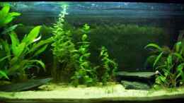 aquarium-von-alexander-pohl-becken-9595_