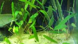 aquarium-von-alexander-pohl-becken-9595_Cryptocoryne