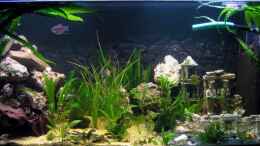 aquarium-von-gaspode-becken-9609_28.12.2008 mit 3-D Hintergrund