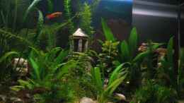 aquarium-von-gaspode-becken-9609_