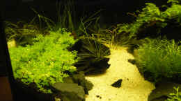 aquarium-von-tino-laue-becken-9614_