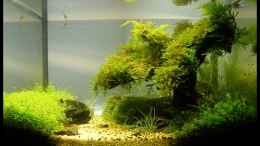 aquarium-von-tino-laue-becken-9614_03.09.2008