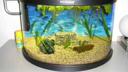 aquarium-von-patrick-wanders-becken-9618_