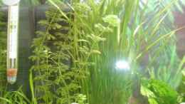 aquarium-von-meli-becken-9633_Limnophila heterophylla