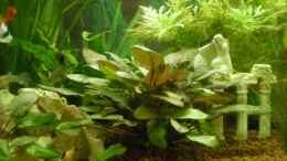 aquarium-von-meli-becken-9633_Cryptocoryne wendtii brown