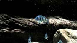 aquarium-von-jochen-boehm-becken-969_Cyphotilapia Frontosa Blue Zaire