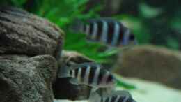 aquarium-von-jochen-boehm-becken-969_Cyphotilapia Frontosa Blue Zaire