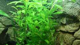 aquarium-von-akguru-becken-9699_Indischer Wasserfreund - Hygrophila polysperma