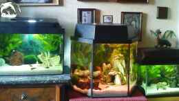 aquarium-von-tapsel-becken-9709_