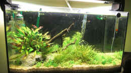 aquarium-von-c-st-asiatisches-flussbett_02.09