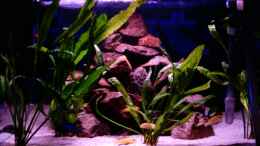 aquarium-von-schielefix-becken-9714_