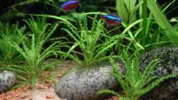 aquarium-von-wildwuchs-becken-9728_Pogostemon helferi Aug 08