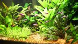 aquarium-von-wildwuchs-becken-9728_Januar 09