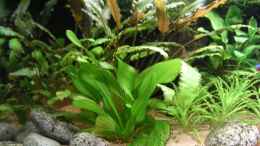 aquarium-von-wildwuchs-becken-9728_v.: Echinodorus, h: Cryptocoryne Aug.08