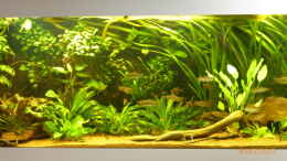 aquarium-von-blackwater-becken-9749-nur-noch-als-beispiel_