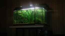 aquarium-von-feuerschwanz-becken-9762_Im Dunkeln ist gut...