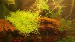 aquarium-von-aetti-becken-9764_