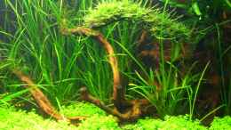 aquarium-von-alex-malsam-becken-9770_