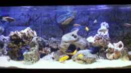 aquarium-von-patrick-stelter-becken-9781_Mein Neues Becken 180x60x60