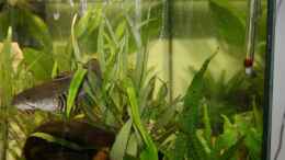 aquarium-von-taki-becken-9798_