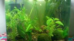 aquarium-von-ninimuckel-becken-9804_Aqua Qube 25