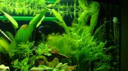 aquarium-von-loidlstef-becken-9806_