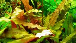 aquarium-von-funky-becken-9807_Barclaya longifolia