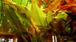 aquarium-von-funky-becken-9807_