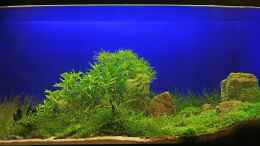 aquarium-von-shadei-becken-9808_