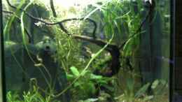 aquarium-von-ruepel-rocker-becken-9826_