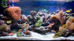 aquarium-von-azalee-becken-9830_***300l Meer***