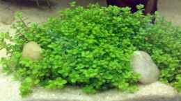 aquarium-von-thomas-hoeppner-becken-9832_Hemianthus callitrichoides (Perlkraut)