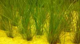 aquarium-von-thomas-hoeppner-becken-9832_Eleocharis acicularis